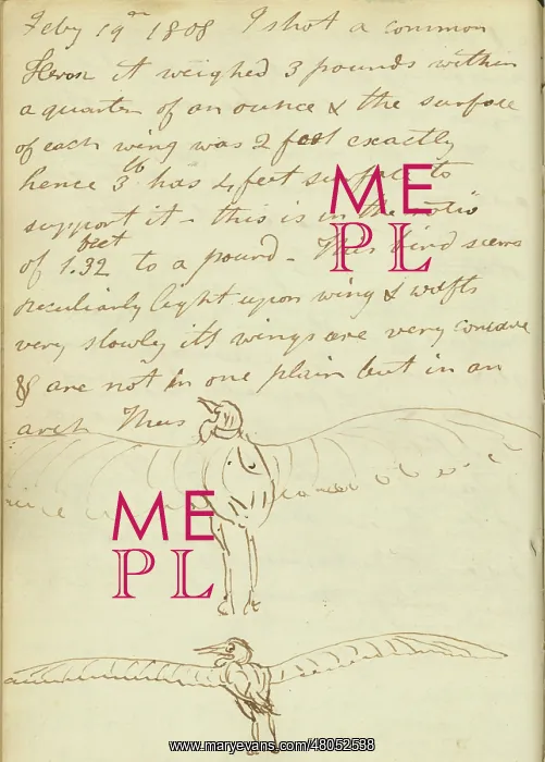 : Sketches of a heron (rear view) with wings extended : Sketches of a heron (rear view) with wings extended