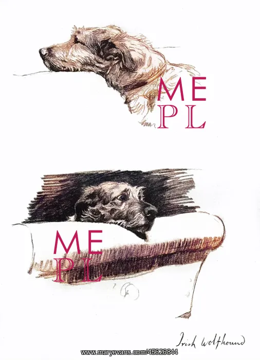 : Sketches of an Irish Wolfhound by Cecil Aldin : Sketches of an Irish Wolfhound by Cecil Aldin