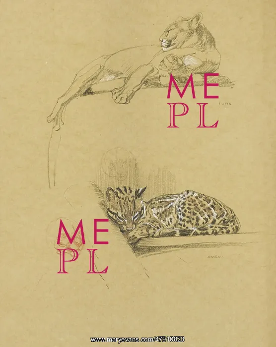 : Sketches of a Puma and an Ocelot : Sketches of a Puma and an Ocelot