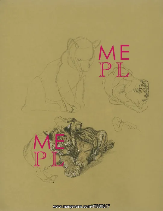  : Sketches of Tiger Cubs playing