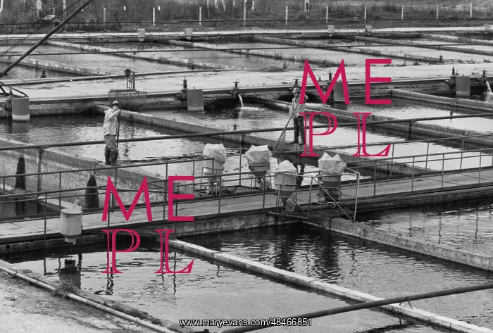 : Skhodnya Trout Farm : Skhodnya Trout Farm