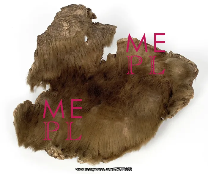 : Skin from a Ground sloth : Skin from a Ground sloth