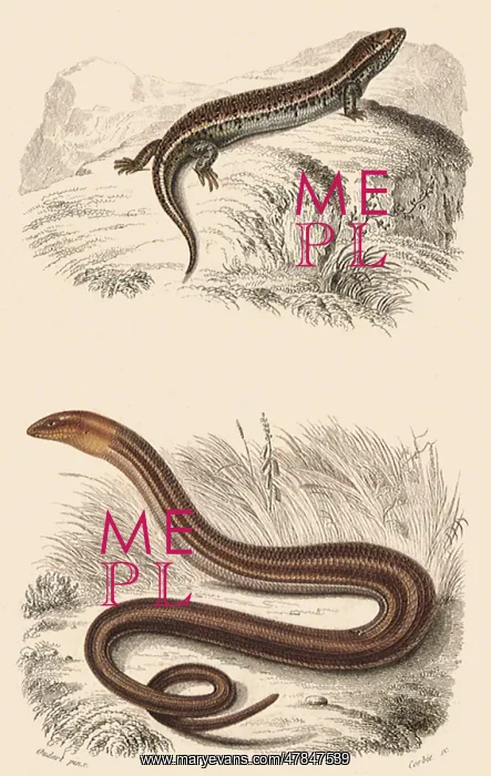  : A Skink and a Glass Snake