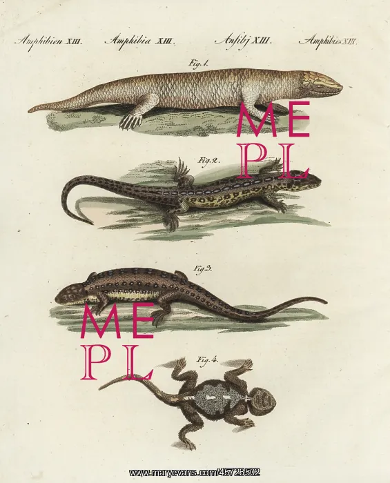 : Skink, sand lizard and agama : Skink, sand lizard and agama