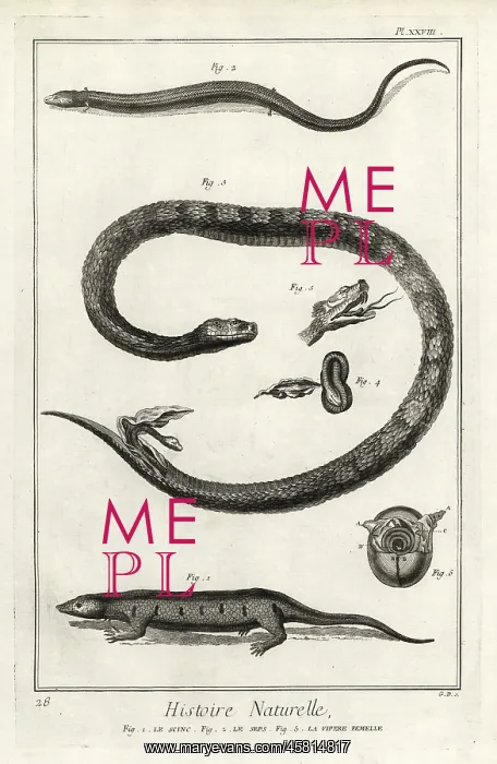 : Skinks and female viper giving birth : Skinks and female viper giving birth