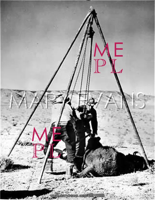  : SKINNING. Two men skin a buffalo
