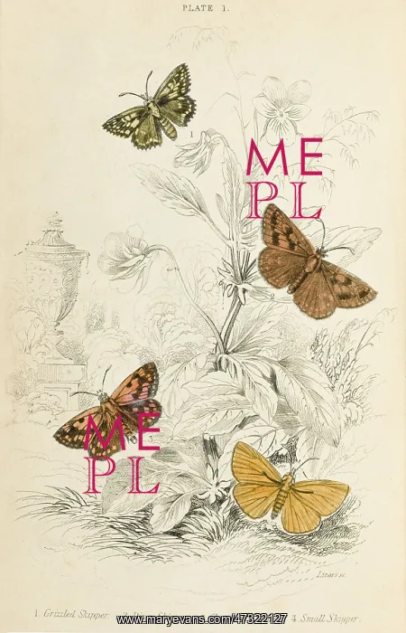 : FOUR SKIPPER MOTHS : FOUR SKIPPER MOTHS