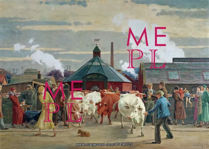 : Skipton Auction Mart ' cattle market : Skipton Auction Mart ' cattle market