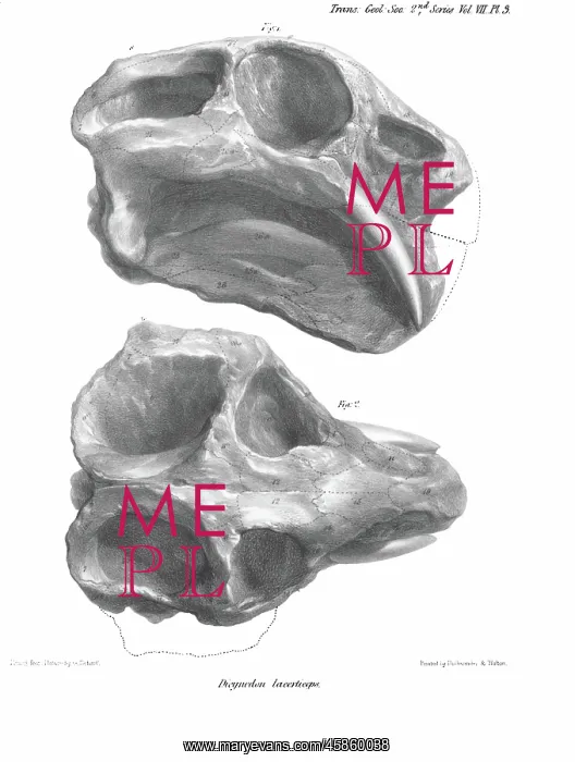 : Skull of Dicynodon lacerticeps : Skull of Dicynodon lacerticeps
