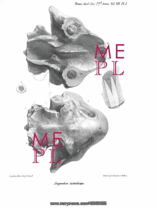 : Skull of Dicynodon testudiceps : Skull of Dicynodon testudiceps