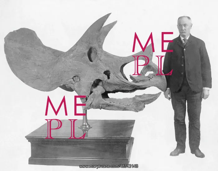 : Skull of a dinosaur, 1911 : Skull of a dinosaur, 1911