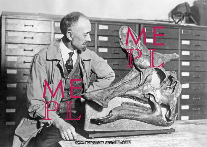 : Skull of a duck-billed dinosaur, 1927 : Skull of a duck-billed dinosaur, 1927