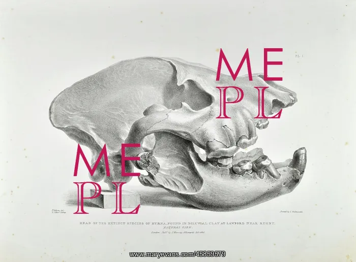 : Skull of extinct hyena : Skull of extinct hyena