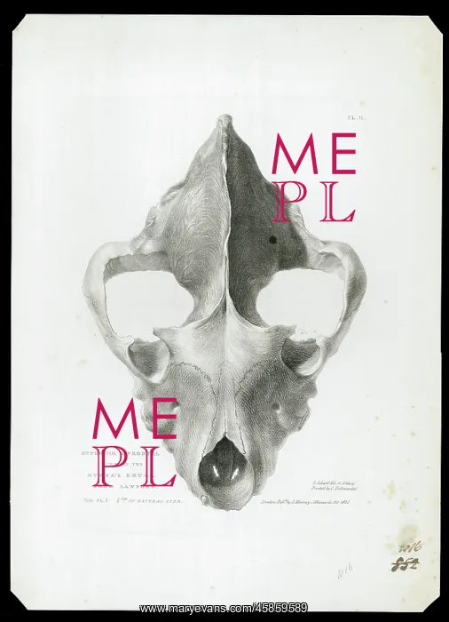 : Skull of extinct hyena : Skull of extinct hyena