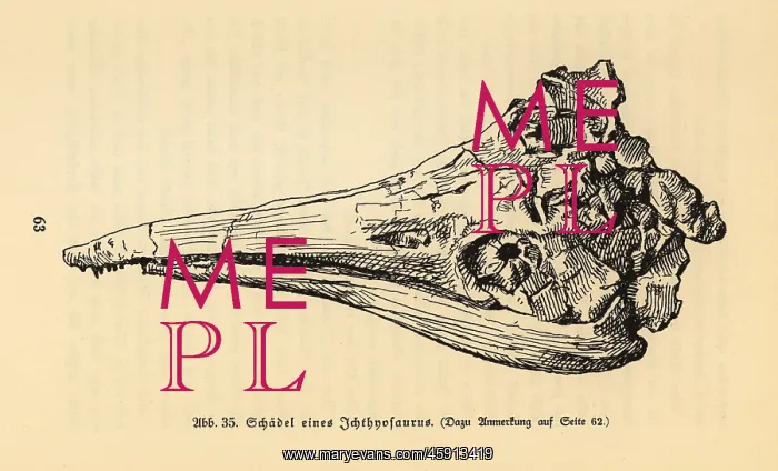 : Skull of an extinct Ichthyosaurus genus : Skull of an extinct Ichthyosaurus genus