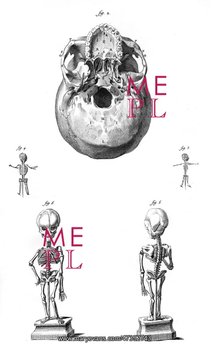 : SKULL & FOETUS SKELETONS : SKULL & FOETUS SKELETONS