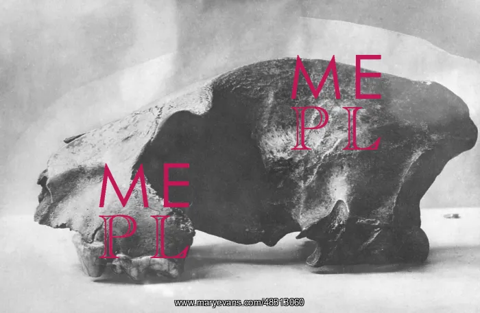 : Skull fragment of a dinosaur, 1925 : Skull fragment of a dinosaur, 1925