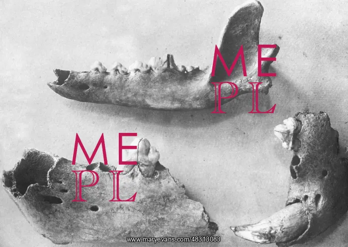: Skull fragments of a dinosaur, 1926 : Skull fragments of a dinosaur, 1926