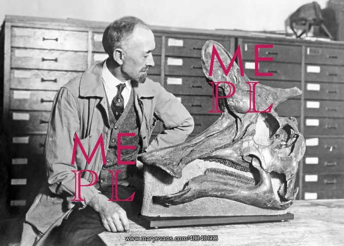 : Skull of a hadrosaur, 1927 : Skull of a hadrosaur, 1927