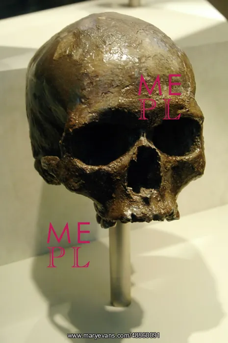 : Skull of Homo sapiens : Skull of Homo sapiens