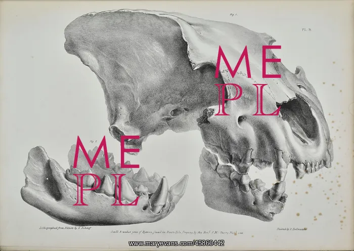 : Skull of a hyaena from Kent's Cavern : Skull of a hyaena from Kent's Cavern
