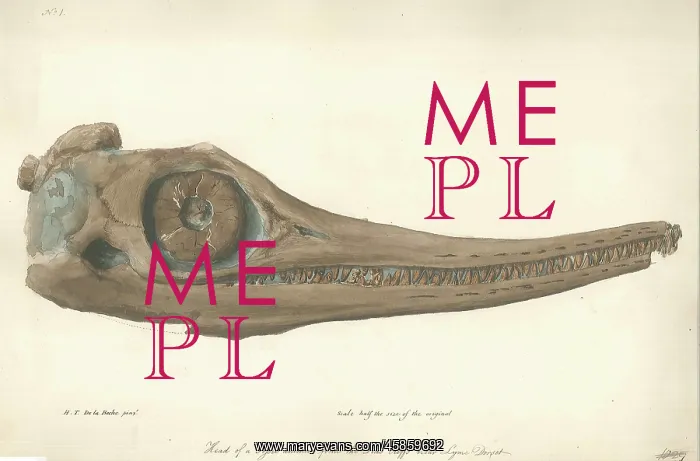 : Skull of an Ichthyosaur : Skull of an Ichthyosaur