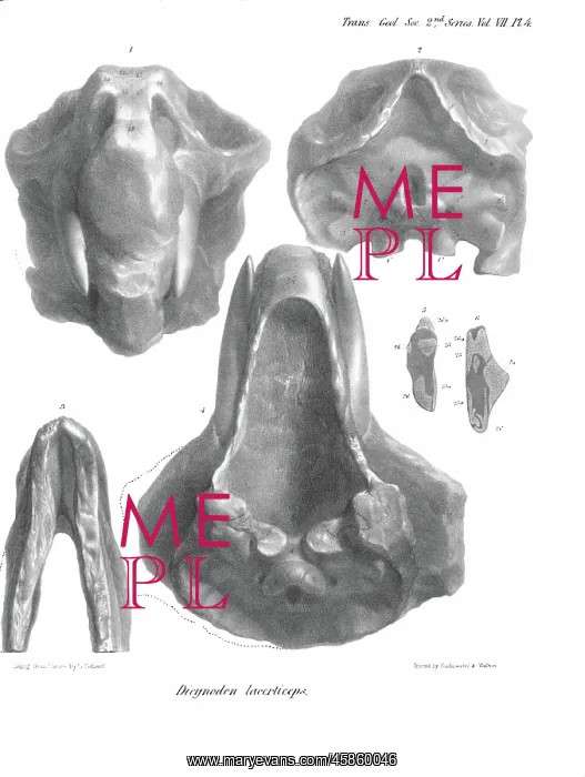 : Skull and jaw of Dicynodon lacerticeps : Skull and jaw of Dicynodon lacerticeps