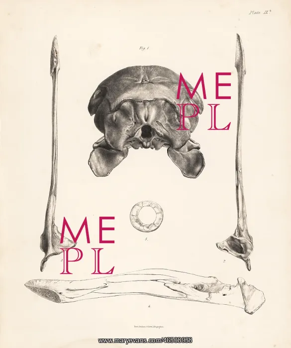 : Skull, jaw and sclerotic bones of dodo : Skull, jaw and sclerotic bones of dodo