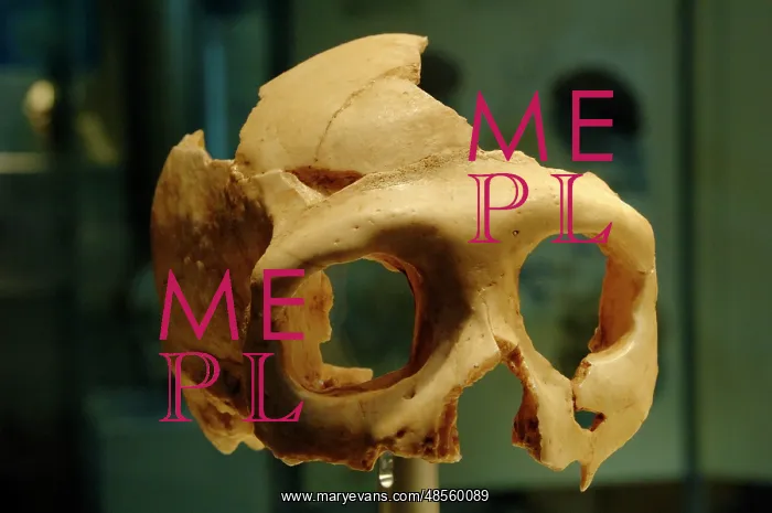 : Skull of Neanderthal (Homo neanderthalensis) : Skull of Neanderthal (Homo neanderthalensis)