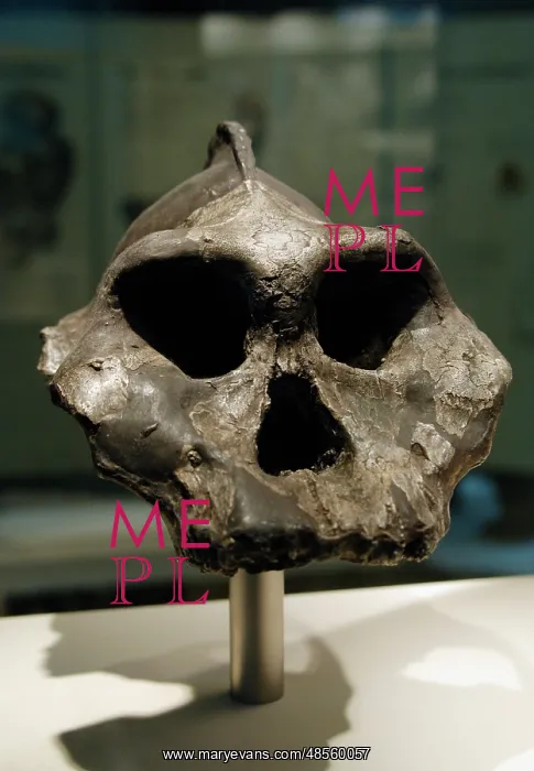 : Skull of Paranthropus aethiopicus : Skull of Paranthropus aethiopicus