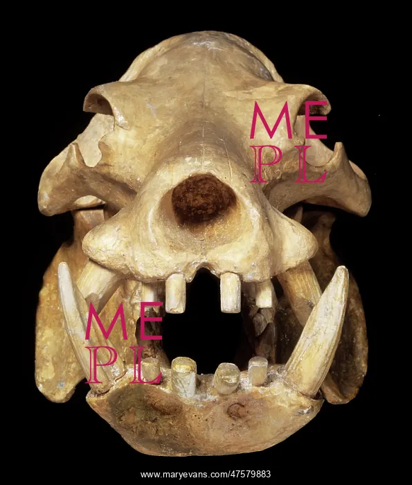 : Skull of a pigmy hippo : Skull of a pigmy hippo