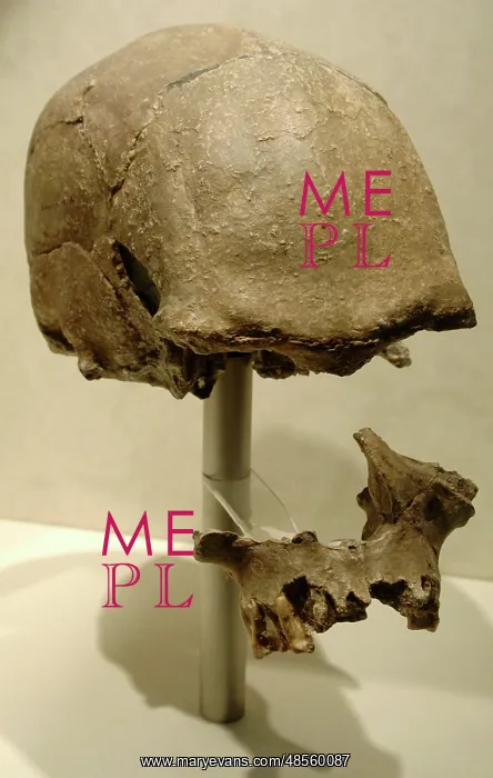 : Skull probably from Homo sapiens : Skull probably from Homo sapiens