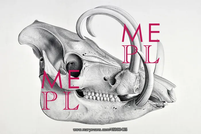 : Skull of the recent pig, Babyrussa : Skull of the recent pig, Babyrussa