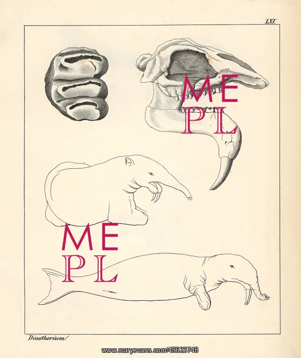 : Skull, tooth and fanciful illustration of a : Skull, tooth and fanciful illustration of a
