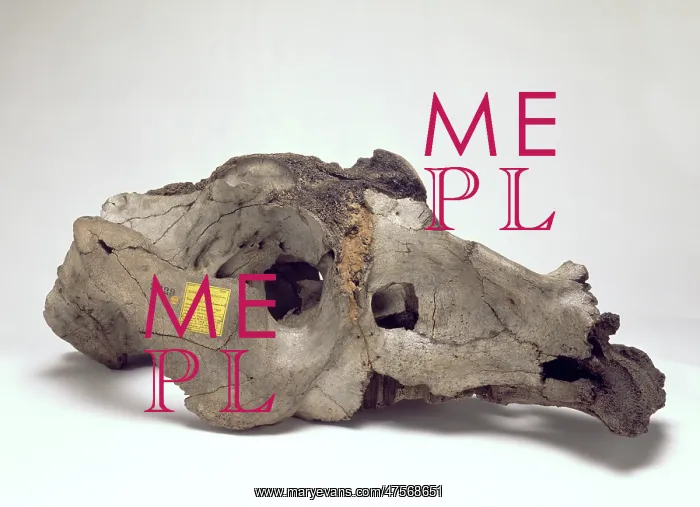 : Skull of Toxodon platensis : Skull of Toxodon platensis