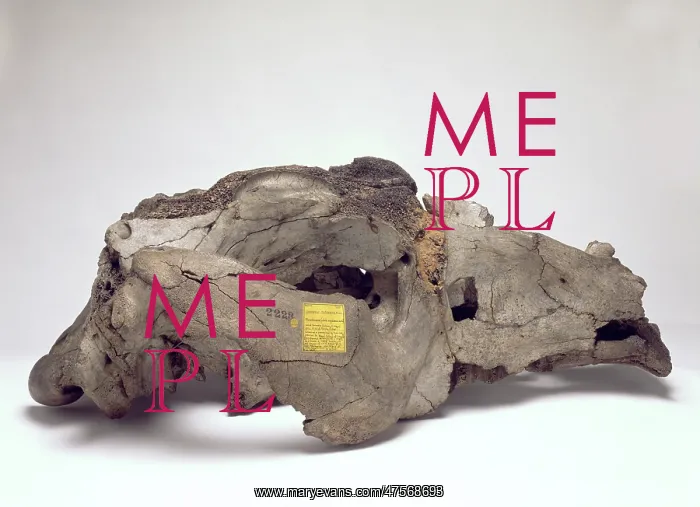 : Skull of Toxodon platensis : Skull of Toxodon platensis