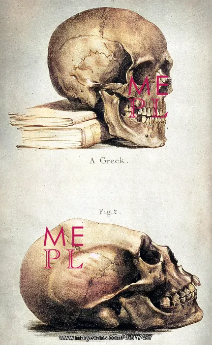 : SKULLS / 1841 : SKULLS / 1841
