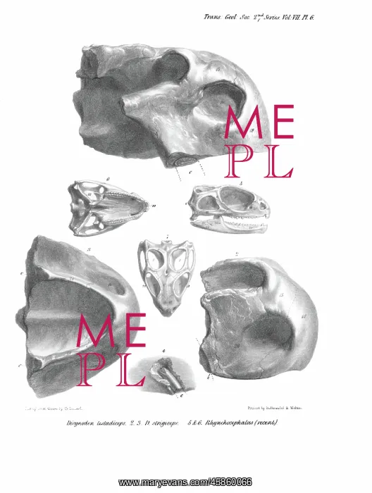 : Skulls of Dicynodon : Skulls of Dicynodon