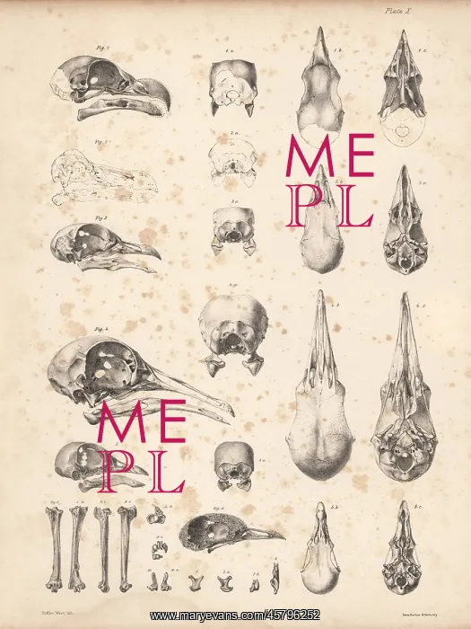: Skulls of pigeons and dodo : Skulls of pigeons and dodo