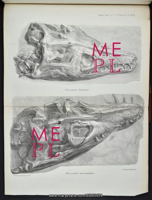 : Skulls, Plesiosaurus hawkinsii, Plesiosaurus macrocephalus : Skulls, Plesiosaurus hawkinsii, Plesiosaurus macrocephalus
