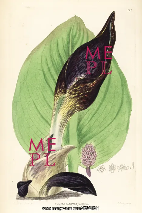 : Skunk cabbage, Symplocarpus foetidus : Skunk cabbage, Symplocarpus foetidus