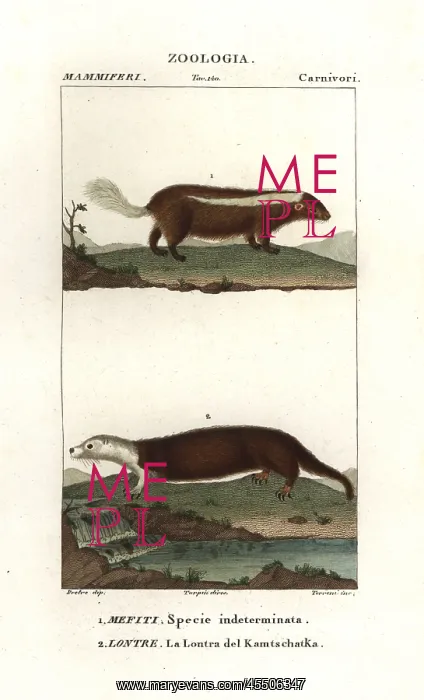 : Skunk species, Mephitis mephitis?, and sea : Skunk species, Mephitis mephitis?, and sea