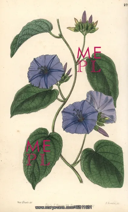 : Skyblue clustervine. Jacquemontia pentanthos : Skyblue clustervine. Jacquemontia pentanthos