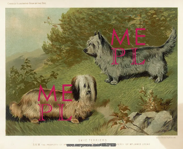 : SKYE TERRIERS (SHAW) : SKYE TERRIERS (SHAW)