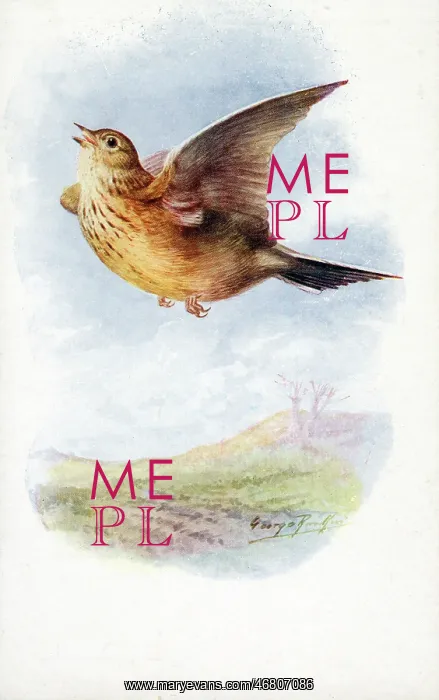 : Skylark : Skylark