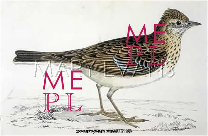  : SKYLARK (Alauda arvensis) Also known as the LAVEROCK