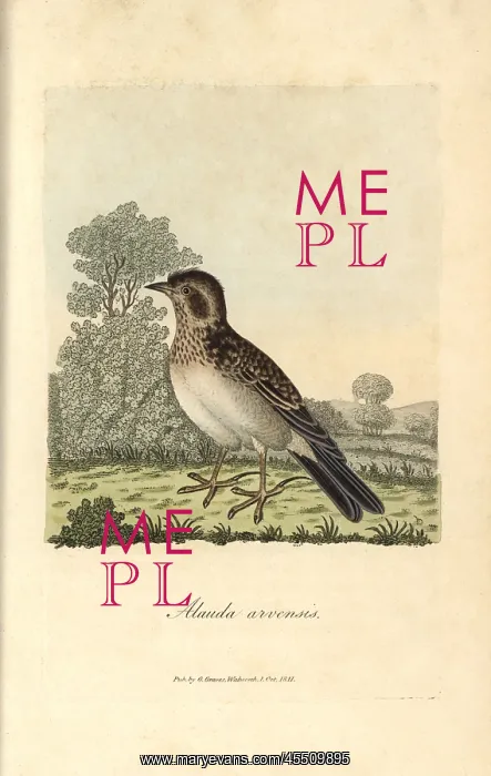 : Skylark, Alauda arvensis : Skylark, Alauda arvensis