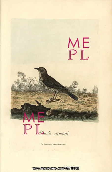 : Skylark, Alauda arvensis : Skylark, Alauda arvensis