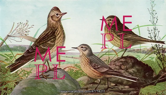 : Skylark and Pipits : Skylark and Pipits