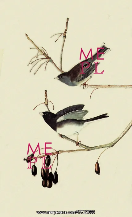  : Slate-Colored Junco, Junco hyemalis